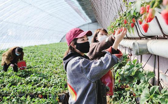 临江市大湖街道葫芦套村茗源合作社草莓基地。