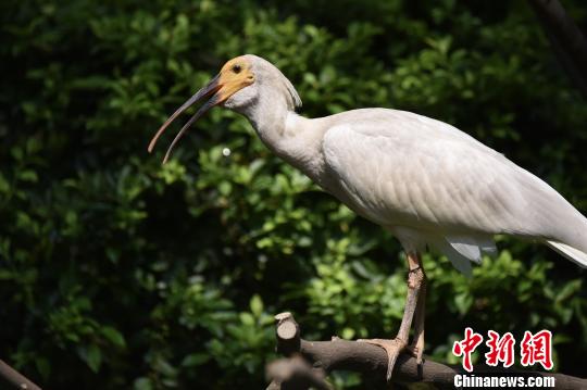 被列入濒危物种、曾被认为全球仅余7只的朱�，在广州繁育成共150多只的复杂种群。7月11日，在广州长隆飞鸟乐土，国宝级珍稀鸟类朱�首次与公家晤面。　陈骥� 摄