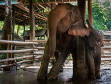 暴虐！泰国小象被驯兽师拉着耳朵用锤子击打进