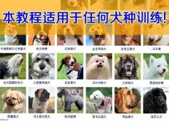 2020练习狗乖乖听人话教程「其他教程」
