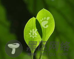 KDE vs GNOME: 设置，应用和小工具