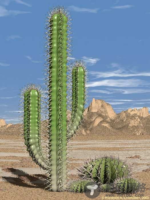 怎样在 Ubuntu 14.10 Server 上安装 Cacti
