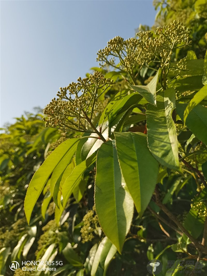 5G手机“核弹”来袭 荣耀30S首发评测：深度解密一代神U麒麟820