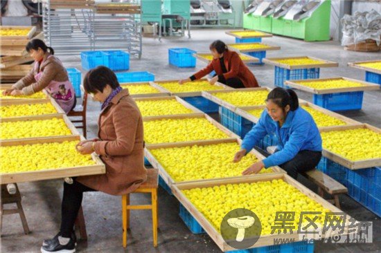 46，贡菊是徽州地区的传统名产，徽菊与杭菊、滁菊、亳菊并称中国四大名菊。（摄影：潘立昇）.jpg