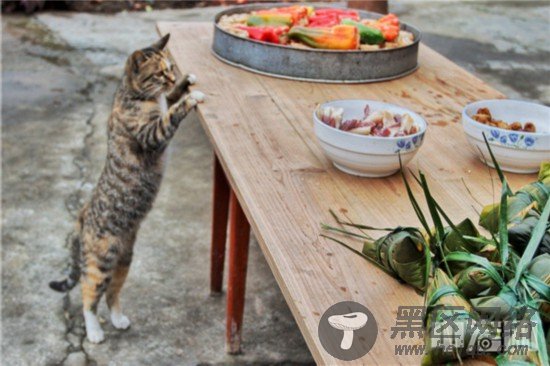 44，闻到徽州火腿的香味，猫咪也止不住流口水。（摄影：潘立昇）.jpg