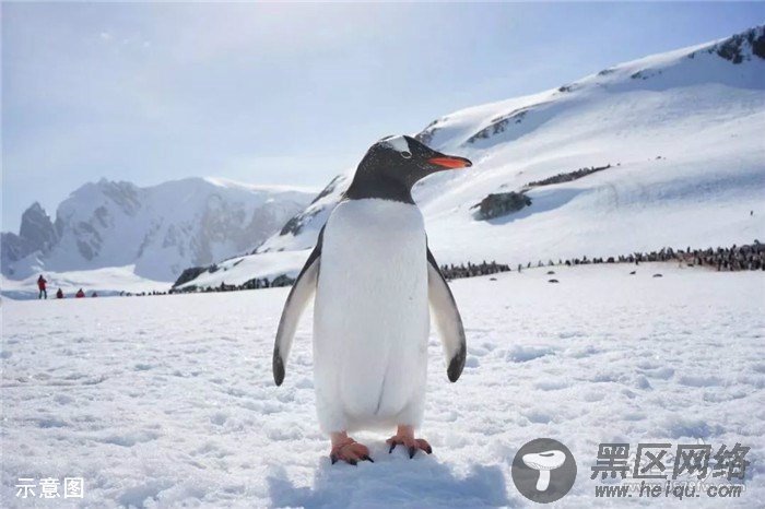 真企鹅来了！金华梦幻冰雪节来袭！388元门票全城免费送！地点在这里....