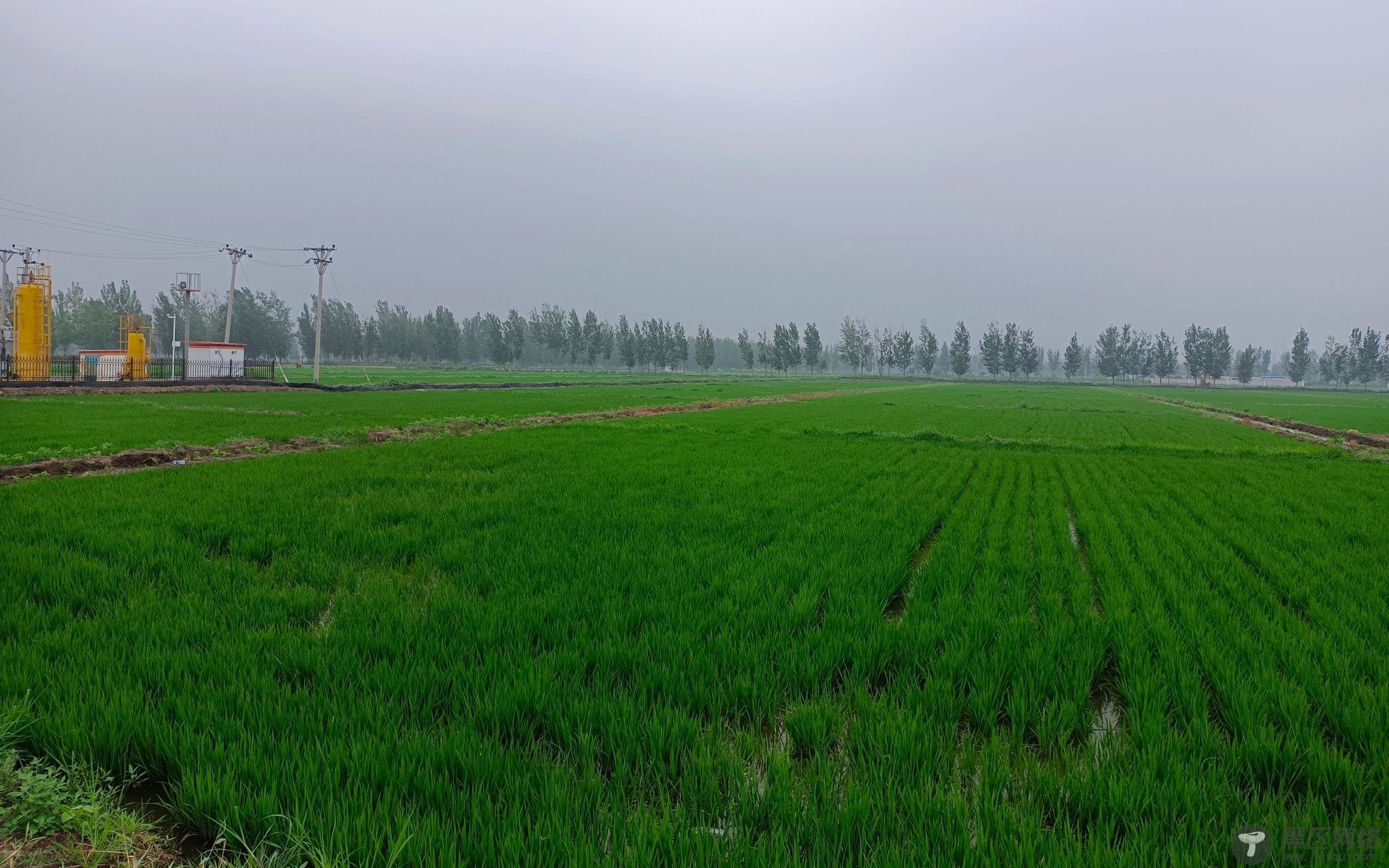 小暑“食新”习俗为什么消失了？专家揭秘农作
