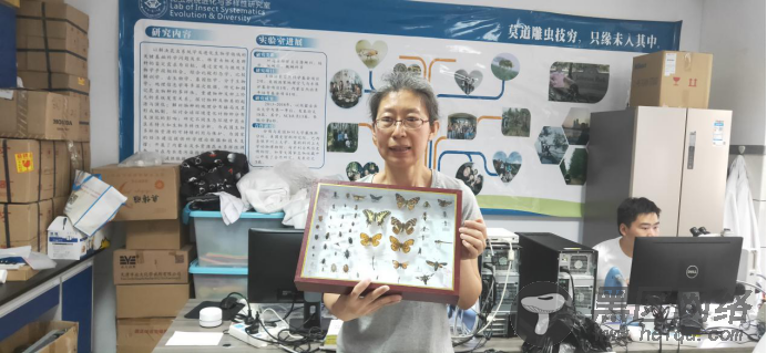 110万标本、DNA数据库……内蒙古科学家破译昆虫