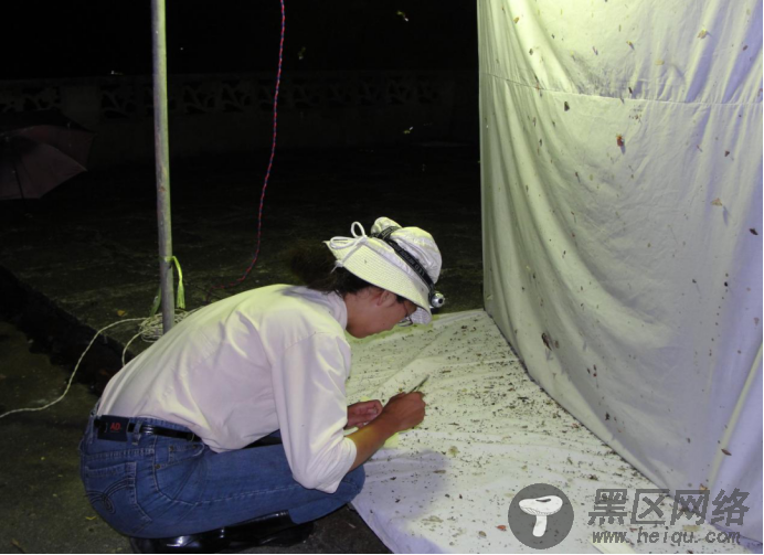 110万标本、DNA数据库……内蒙古科学家破译昆虫