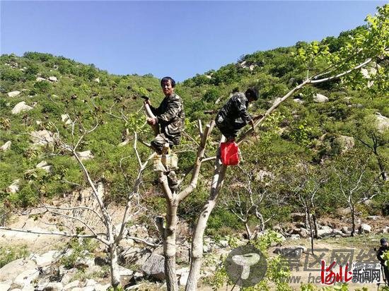  当地村民正在嫁接文玩核桃树。河北日报记者高振发摄