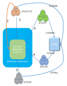 以太坊活跃地址增长速度是比特币的两倍，OKEx解