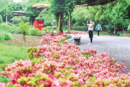 “口袋公园”扮靓日照城市微空间