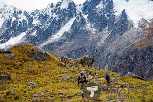 过去1000万年发生了什么?秘鲁树化石解密一切