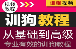 2020年训练狗视频全套课程「其他教程」