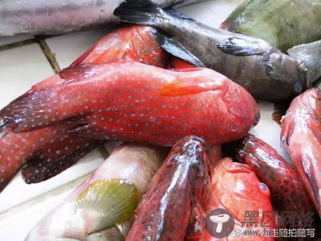 “9月1”}“日开海”}“首日,”}“沙子口”}“南姜码”}“头各种”}“海货喜”}“获丰收”}“.”}软件软件
